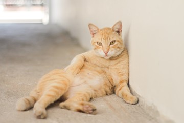 Wall Mural - Cat with a light brown striped fur in front of a white wall