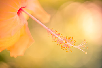 Wall Mural - perfect tropical nature macro background for exotic summer background. bright yellow hibiscus floral