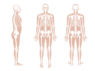 Poster - Human man skeleton anatomy