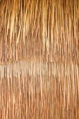  Dried brown grass background, decorate to be wallpaper