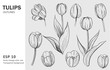 Sketch of tulips. Hand drawn outline converted to vector. Isolated on transparent