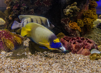 Wall Mural - Colorful sea fish and friends, Small life from the sea became the star in aquarium