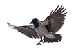 large grey isolated crow landing