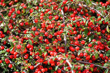 Bush With Red Berries At Spring Time