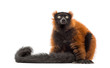 red ruffed lemur sitting and looking up, isolated on white