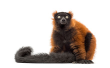 Red Ruffed Lemur Sitting And Looking Up, Isolated On White