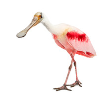 Roseate Spoonbill Standing, Isolated On White
