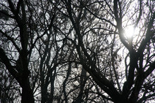 Sun Breaks Through The Branches Of The Trees. Beautiful Morning Scene, Sun Rays Break Through The Branches Of Trees.