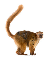 female blue-eyed black lemurs whit her baby, isolated on white