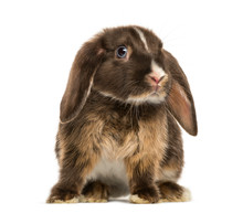 Mini Lop Rabbit Standing, Isolated On White