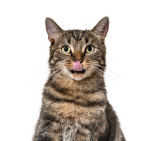 Close-up On A Striped Mixed-breed Cat Licking Lips (2 Years Old)