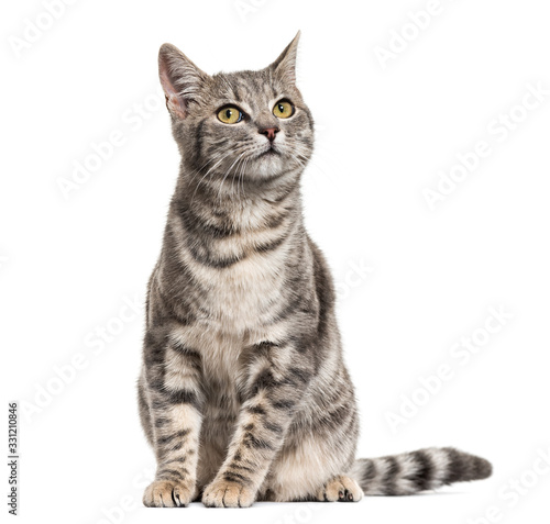 Grey stripped mixed-breed cat sitting, isolated on white Tableau sur Toile