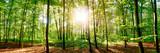 Fototapeta Las -  65/5000 Forest in spring with bright sun shining through the trees