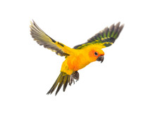 Sun Parakeet, Bird, Aratinga Solstitialis, Flying, Isolated