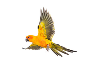 Wall Mural - sun parakeet, bird, Aratinga solstitialis, flying, isolated