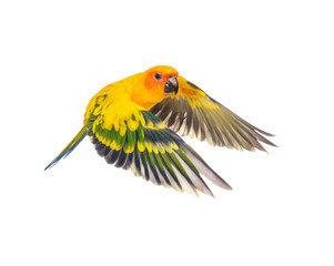 Wall Mural - sun parakeet, bird, Aratinga solstitialis, flying, isolated