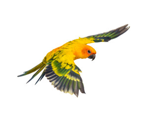 sun parakeet, bird, aratinga solstitialis, flying, isolated