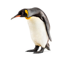 King Penguin Looking Down, Isolated On White