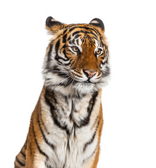 Sticker - Portrait of a male tiger's head, big cat, isolated on white