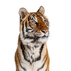 Wall Mural - Portrait of a male tiger's head, big cat, isolated on white