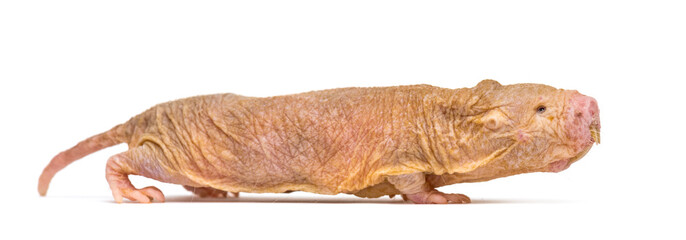 Wall Mural - side view of a naked mole-rat walking, hairless rat, isolated