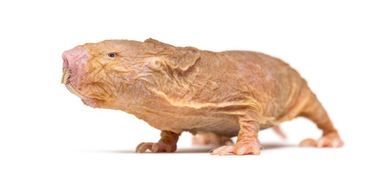 Wall Mural - naked mole-rat, hairless rat, isolated on wihte
