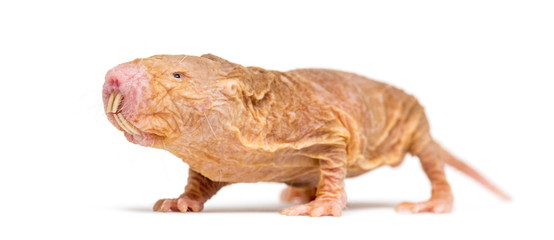 Wall Mural - naked mole-rat, hairless rat, isolated on wihte