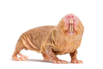 Wall Mural - naked mole-rat, hairless rat, isolated on wihte