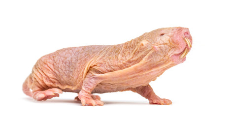Wall Mural - naked mole-rat, hairless rat, isolated on wihte