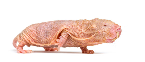 Wall Mural - naked mole-rat, hairless rat, isolated on wihte