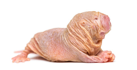 Wall Mural - naked mole-rat, hairless rat, isolated on wihte