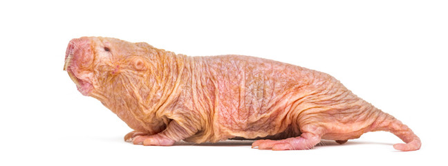 Wall Mural - naked mole-rat, hairless rat, isolated on wihte