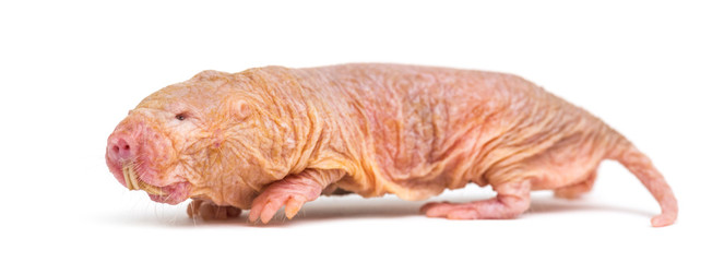 Wall Mural - naked mole-rat, hairless rat, isolated on wihte
