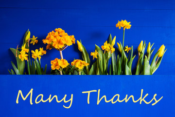 English Text Many Thanks. Yellow Beautiful Spring Flowers Like Tulip And Narcissus. Blue Wooden Background