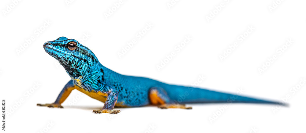 Electric blue gecko looking at the camera, Lygodactylus williams - obrazy, fototapety, plakaty 