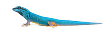 Side View Of A Electric Blue Gecko, Lygodactylus Williamsi