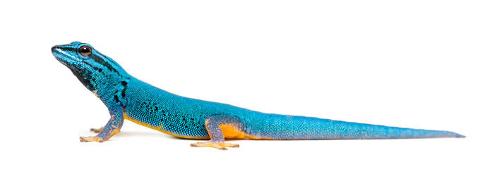 Poster - Side view of a Electric blue gecko, Lygodactylus williamsi