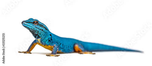 Fotografía Electric blue gecko looking at the camera, Lygodactylus williams