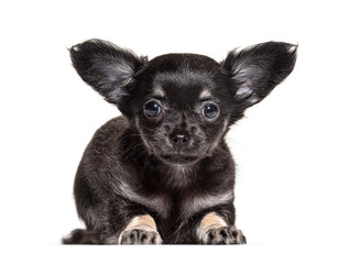 Puppy Chihuahua lying down, 2 months old, isolated on white