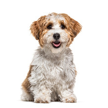 Sitting Puppy Havanese Dog Staring, 5 Months Old, Isolated