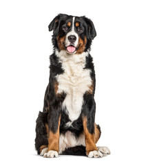 Poster - Bernese Mountain Dog, isolated on white