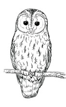 Drawing Of An Tawny Owl - Hand Sketch Of Wild Animal, Black And White Illustration