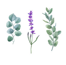Twigs Of Eucalyptus And Purple Lavender Isolated On A White Background. Botanical Illustration.