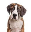 Portrait of a young Great Dane, isolated on white