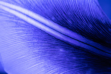 Flower Petal In Neon Blue Light. Detailed Background Macro Photo, Beautiful Texture. Classic Blue