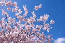 Cherry Blossom And Blue Sky