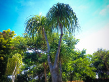 Warm Atmosphere On Evergreen Perennial Tree Of Elephant's Foot Or Ponytail Palm Or Beaucarnea Recurvata