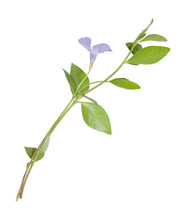 Blue Flowers Periwinkle On White Background