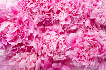 Fotomurales - beautiful pink peony flower background