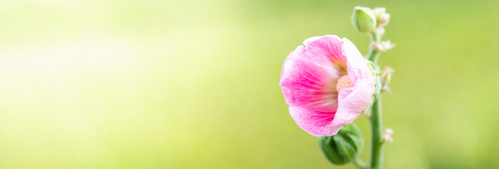 Amazing nature view of pink leaf on blurred greenery background in garden and sunlight with copy space using as background natural green plants landscape, ecology, fresh wallpaper concept.